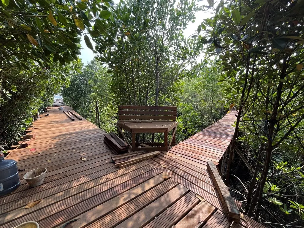 Dek kayu dan bangku di persimpangan jembatan pemantauan mangrove