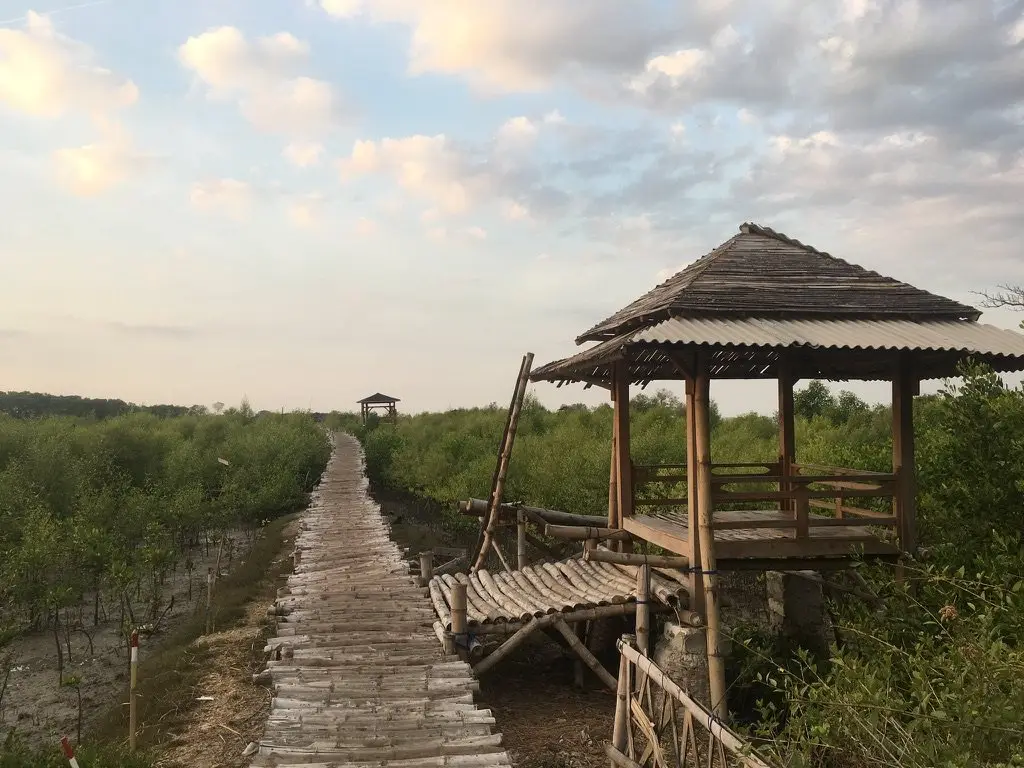 Gazebo bambu di samping jembatan pemantauan mangrove