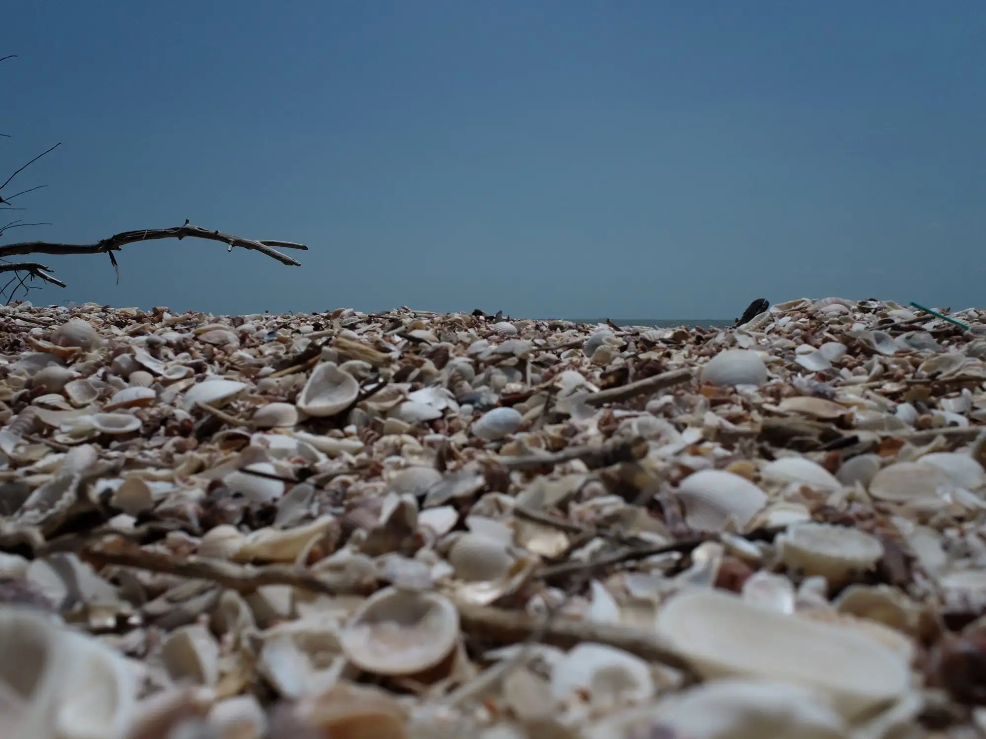 Hamparan cangkang kerang di gosong pasir