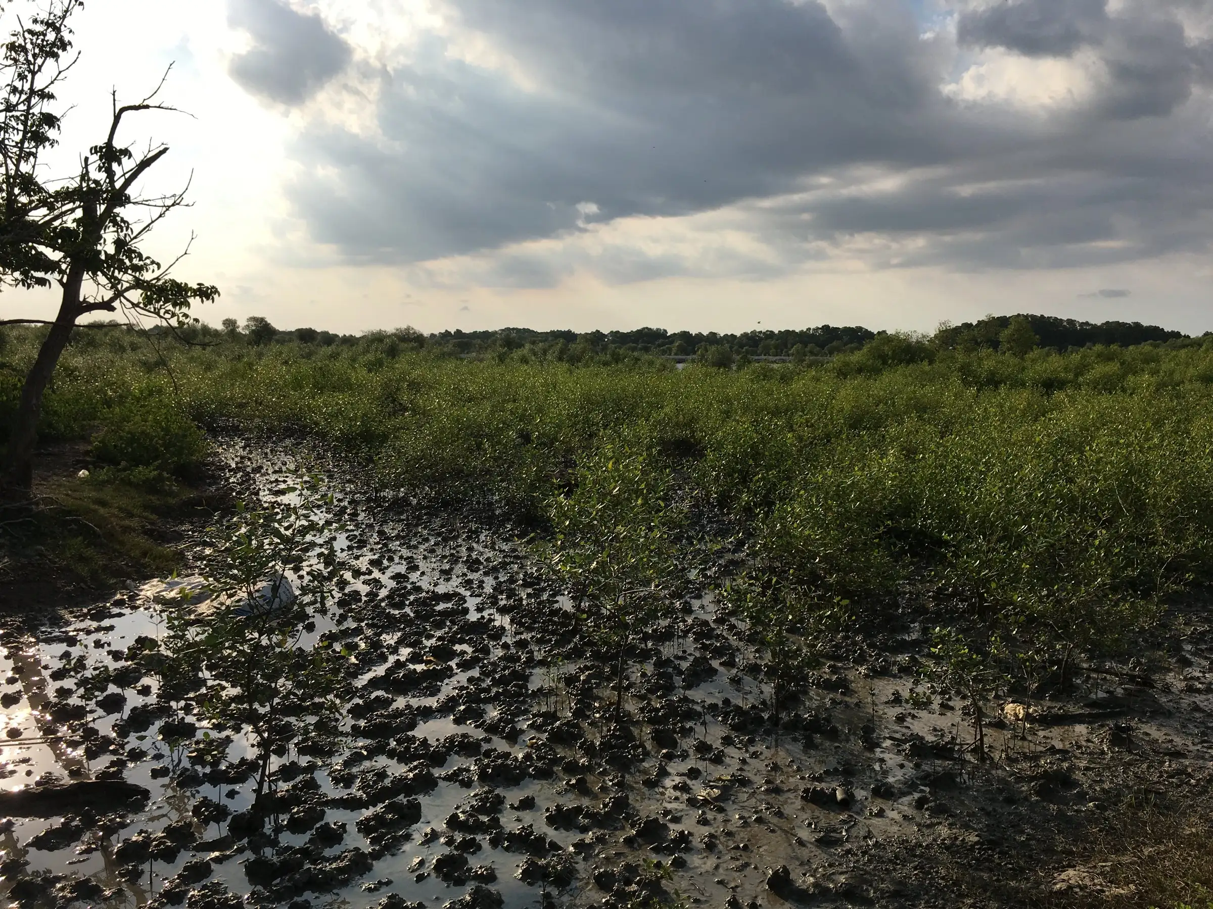 Hamparan lumpur dan semak mangrove saat surut, Mei 2018