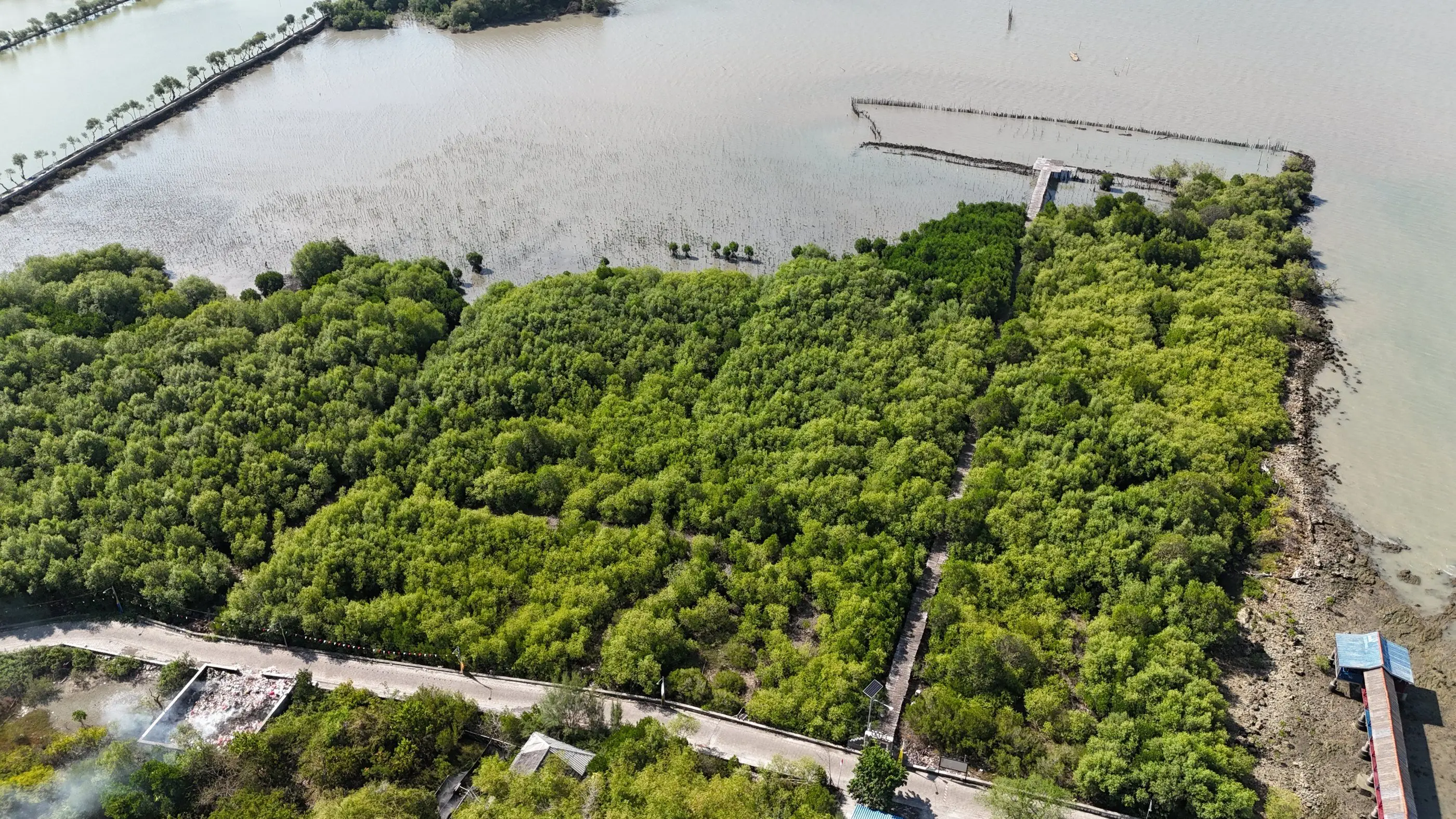 Foto udara petak-petak mangrove hasil restorasi di tambak terabrasi Mengare, dengan jembatan pemantauan mangrove di tepinya