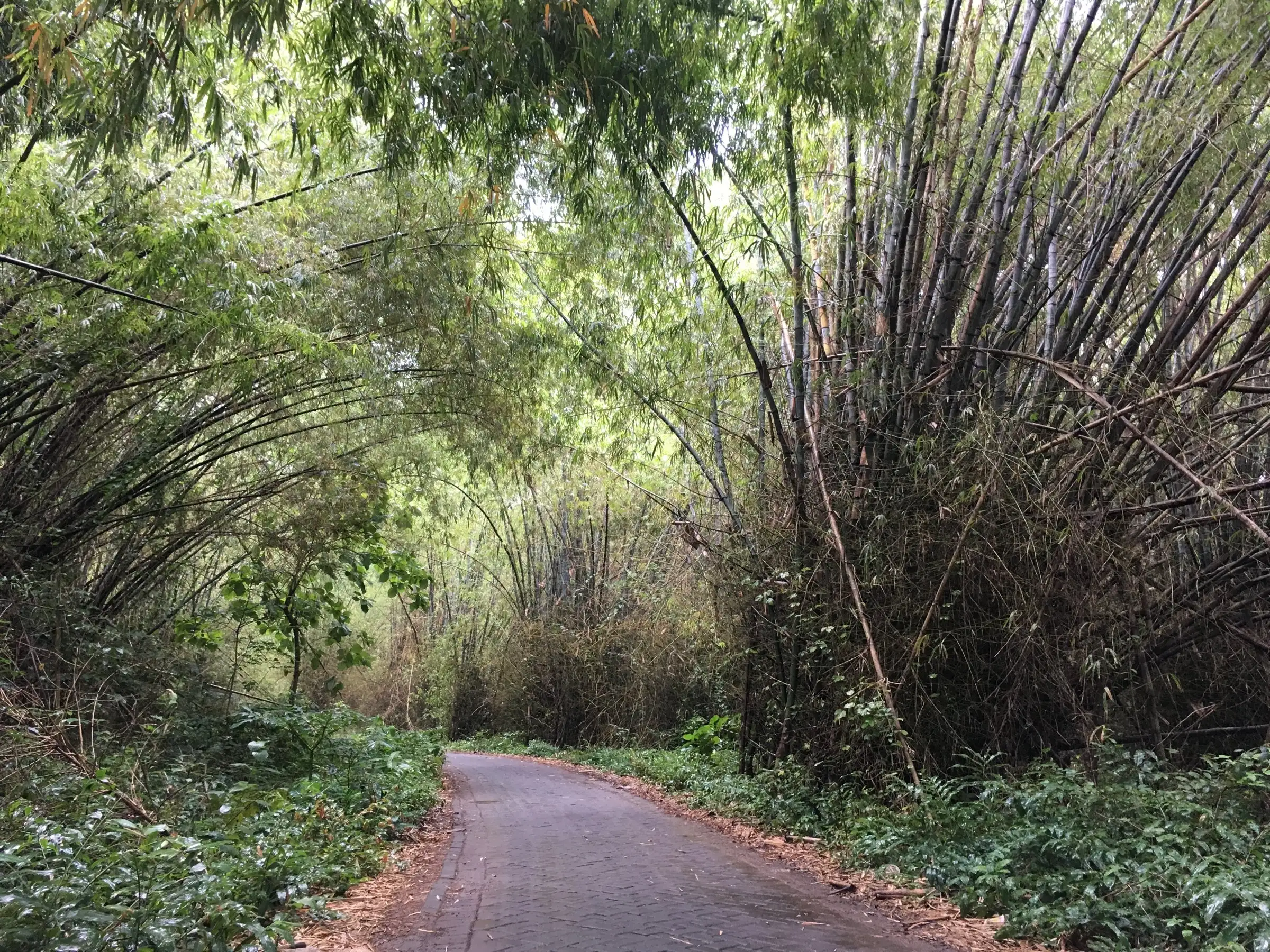 Jalan desa di bawah rumpun bambu menuju kawasan, April 2018