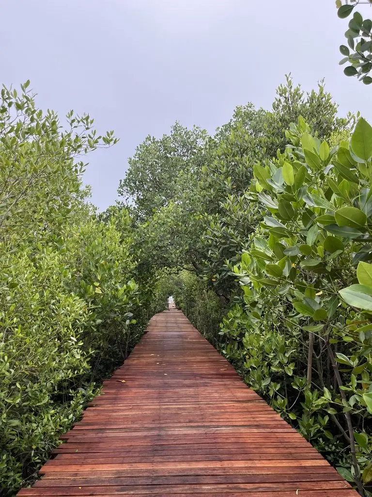 Jembatan pemantauan mangrove memanjang di antara mangrove
