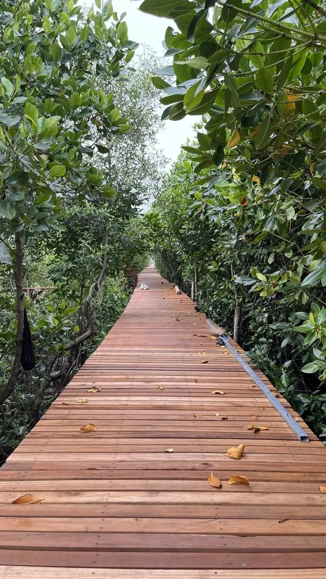 Jembatan pemantauan mangrove lurus membelah hutan mangrove