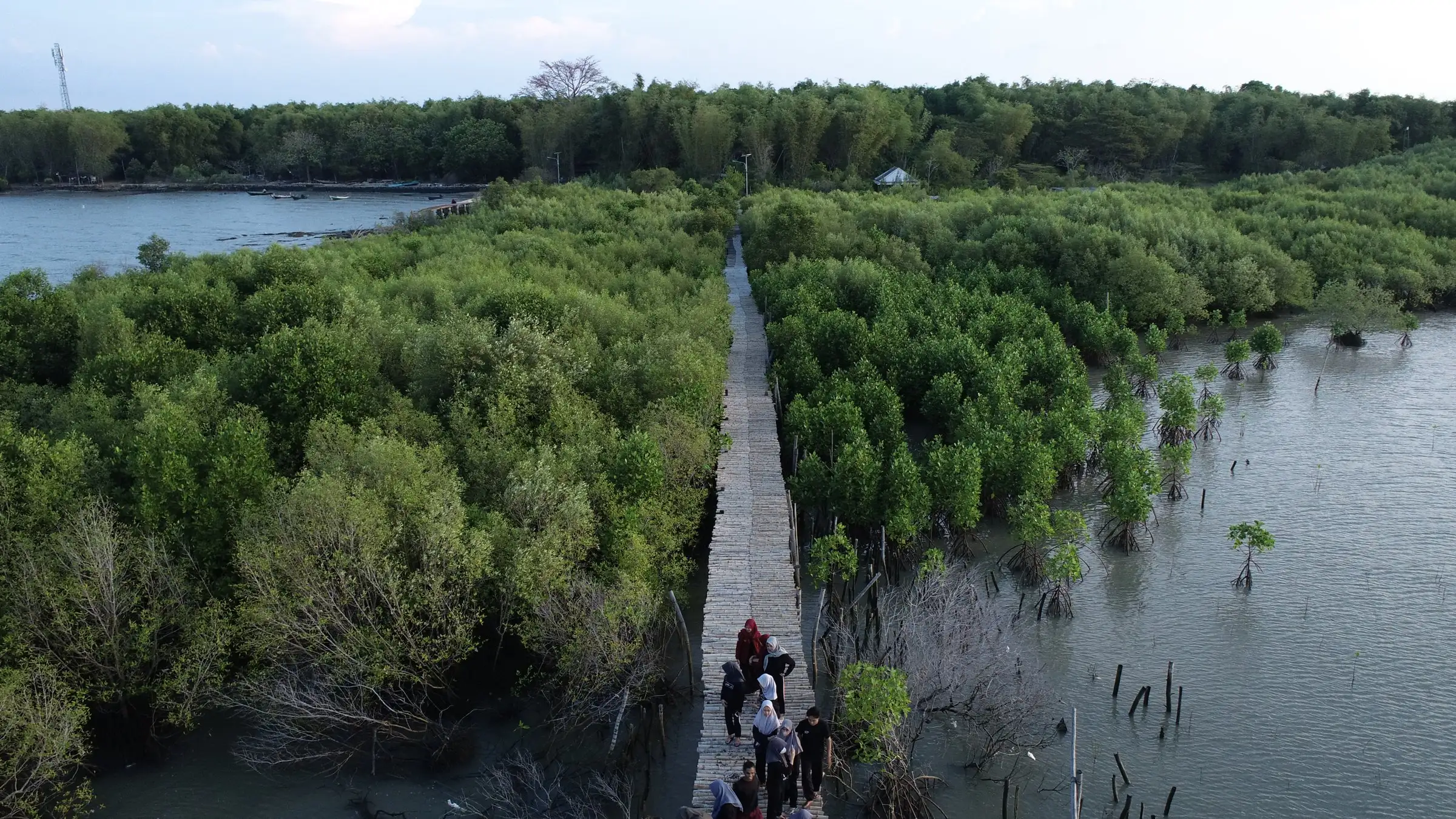 Jembatan pemantauan mangrove menembus mangrove yang tergenang pasang