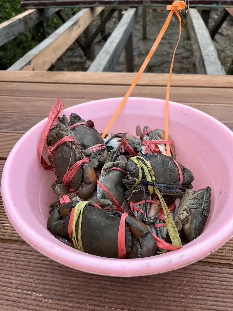 Kepiting bakau hasil tangkapan dalam baskom