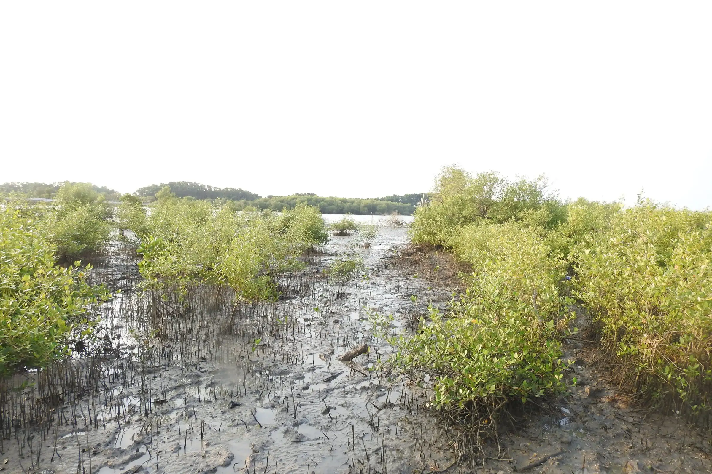 Barisan mangrove muda di hamparan lumpur, Juni 2018