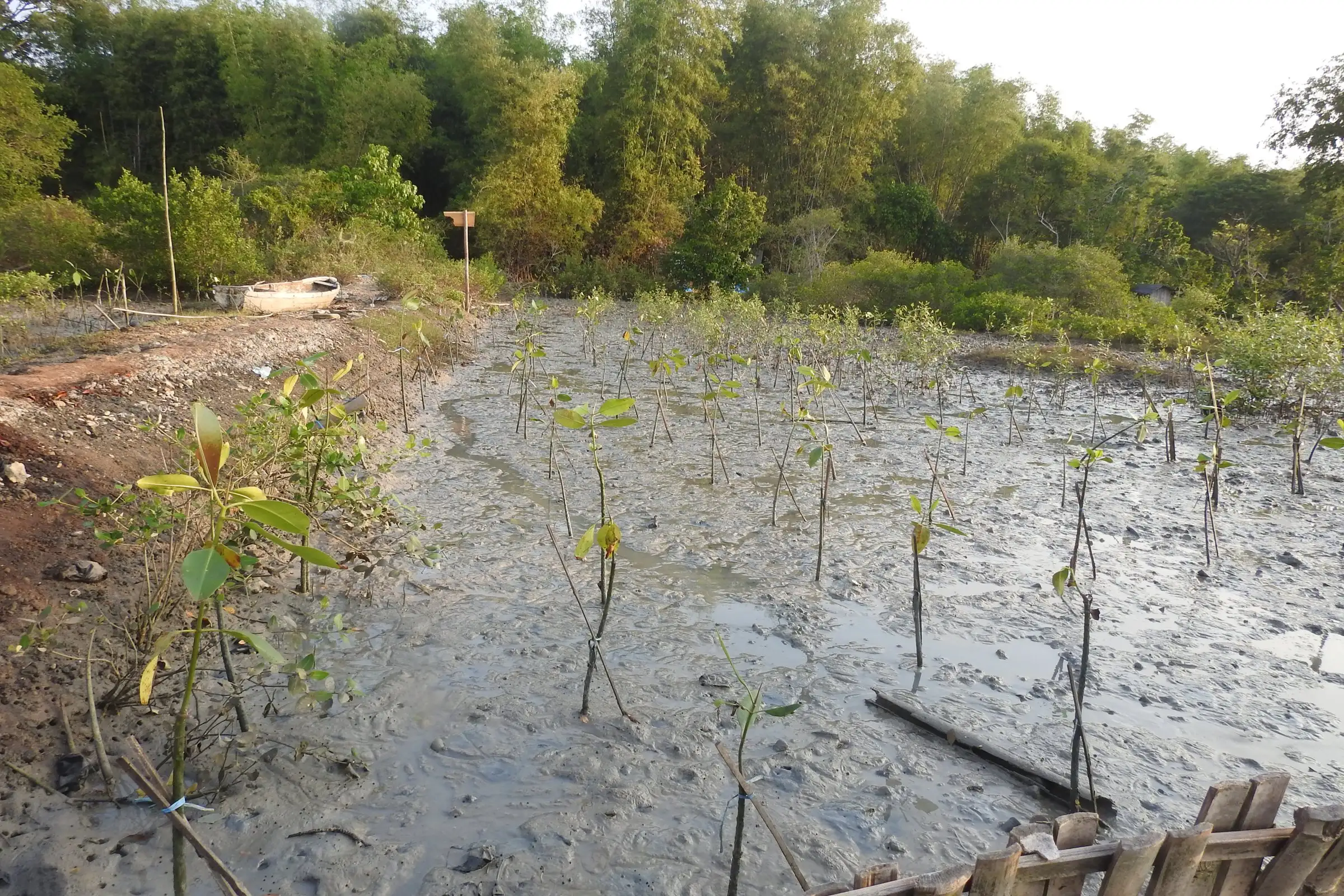 Bibit mangrove di tambak terabrasi dekat rumpun bambu, Juni 2018