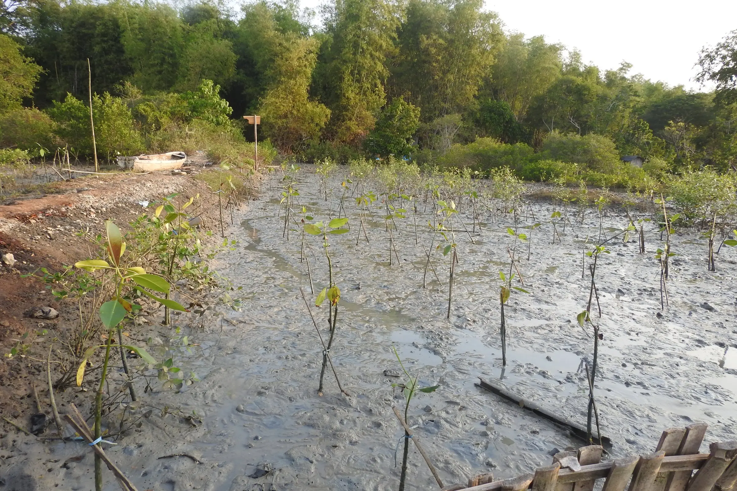 Bibit mangrove di tambak terabrasi dekat rumpun bambu, Juni 2018