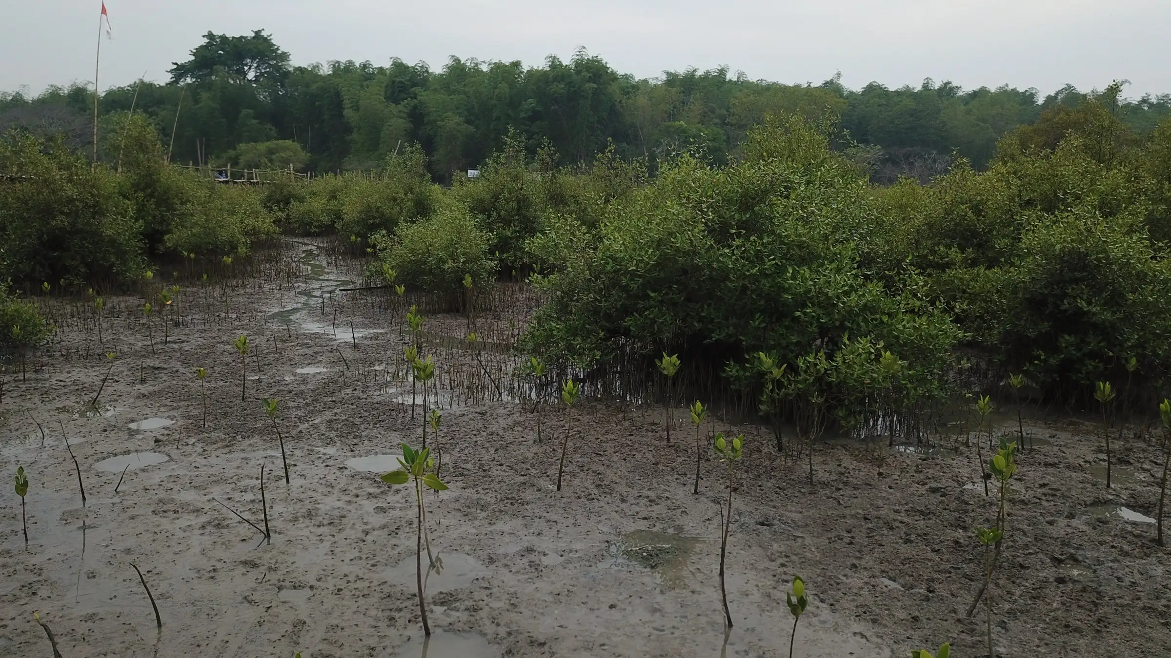 Bibit mangrove di tambak terabrasi menghadap rumpun mangrove, November 2018