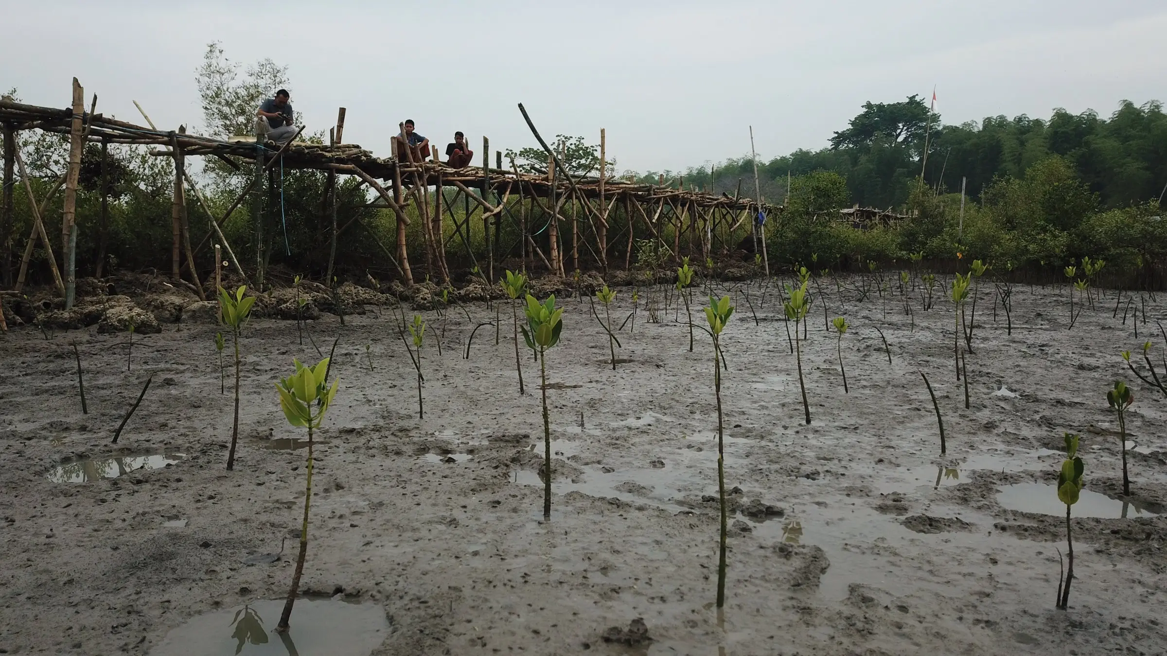 Bibit mangrove di lumpur dengan jembatan pemantauan mangrove dari bambu di belakangnya, November 2018