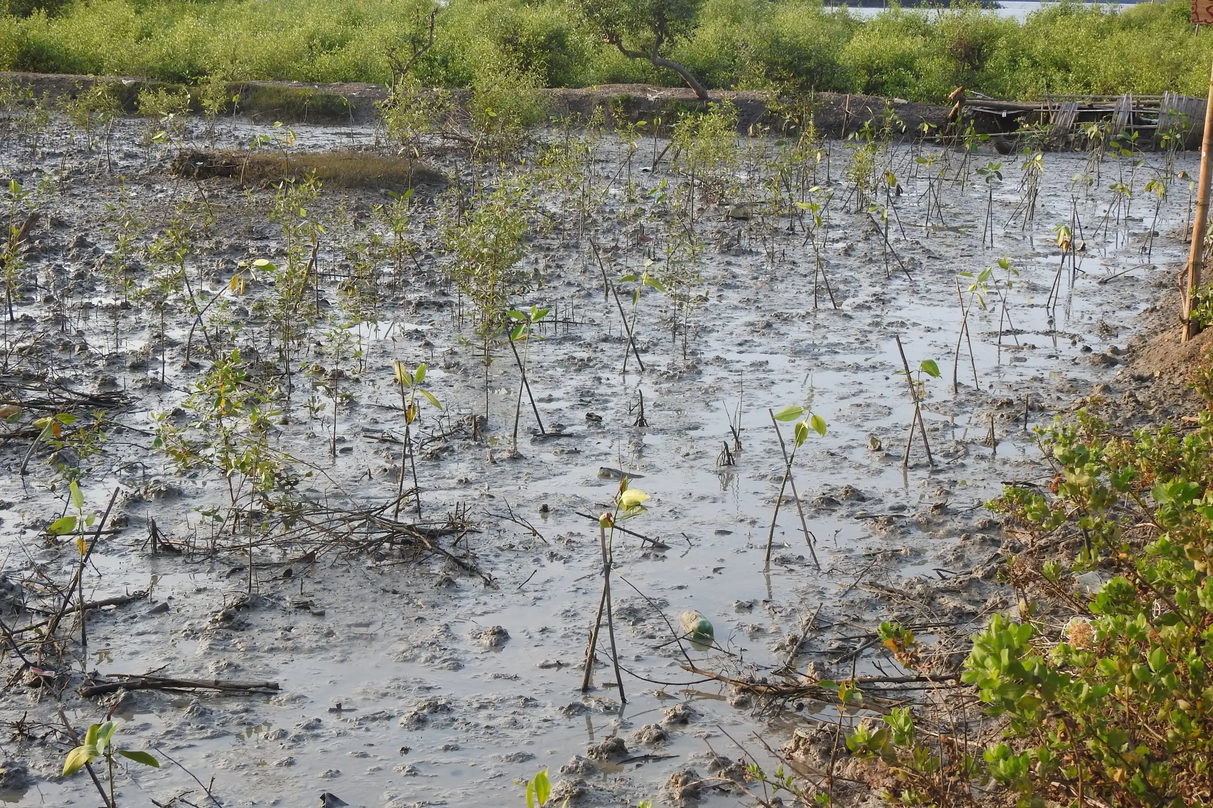 Bibit mangrove yang baru ditanam di lumpur, Juni 2018