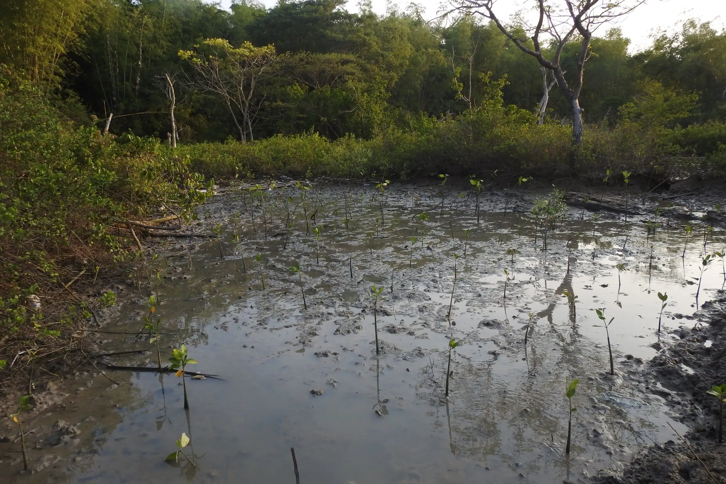Bibit mangrove di genangan tambak terabrasi, Juni 2018