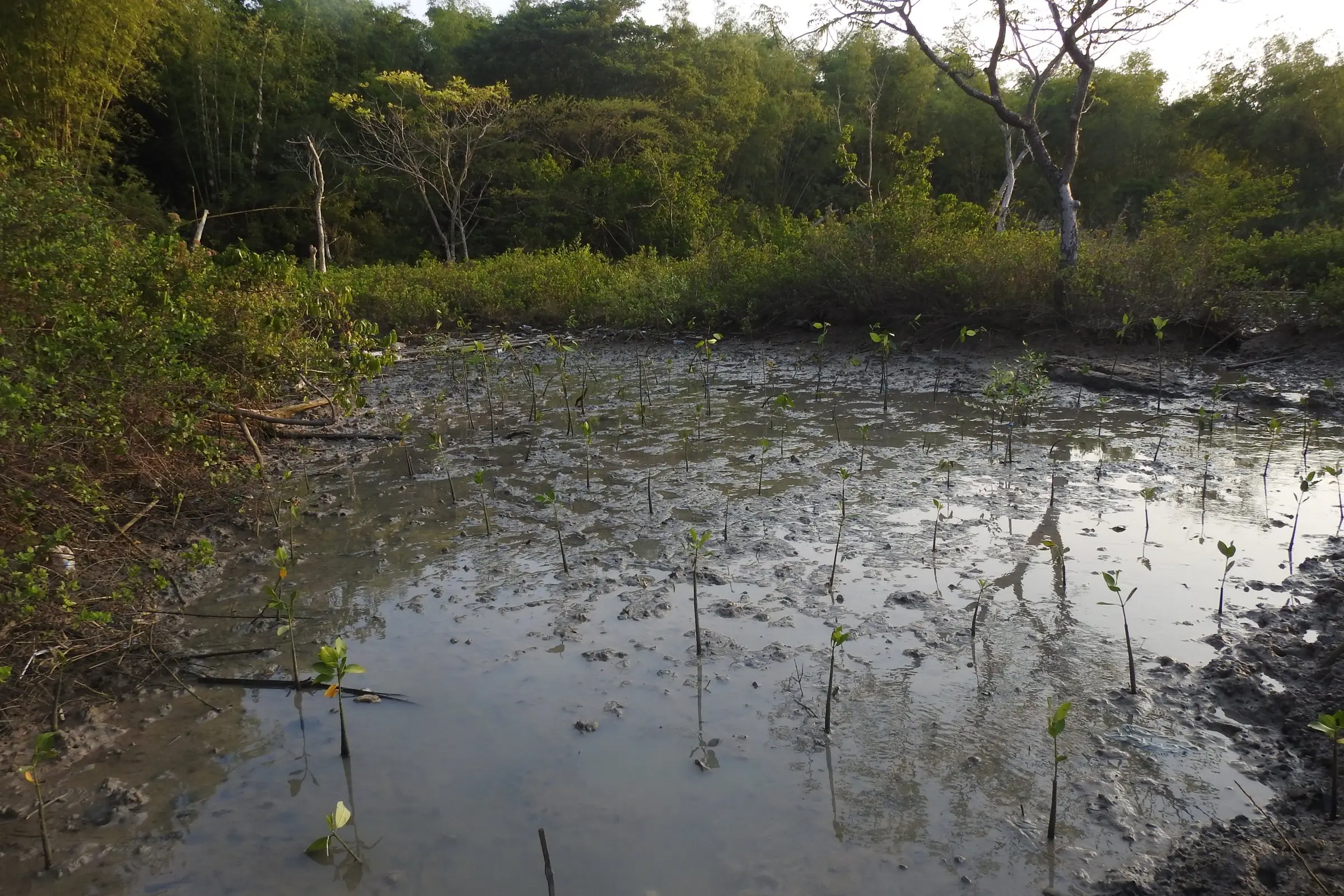Bibit mangrove di genangan tambak terabrasi, Juni 2018
