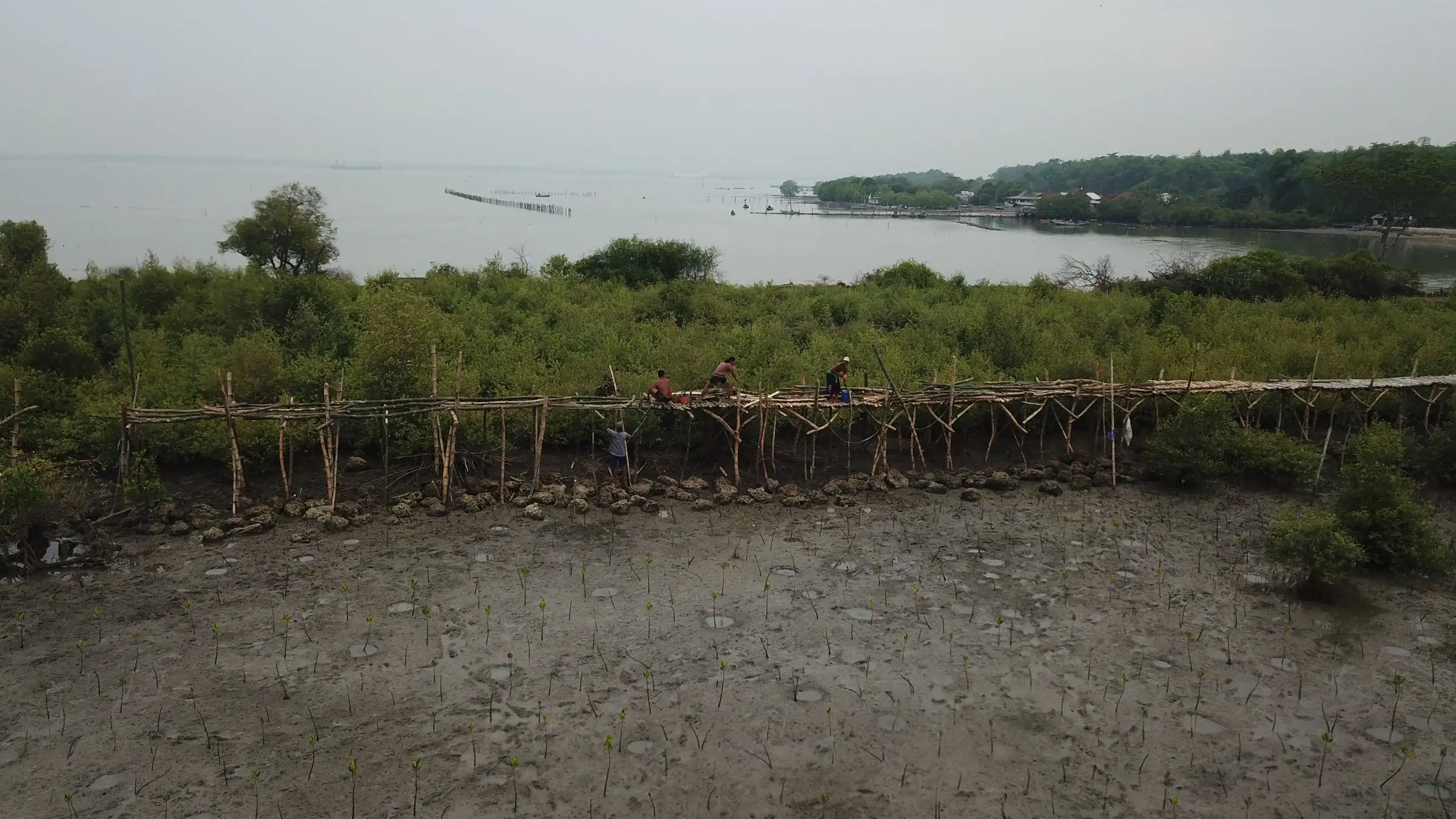 Jembatan pemantauan mangrove dari bambu di tepi hamparan lumpur, November 2018