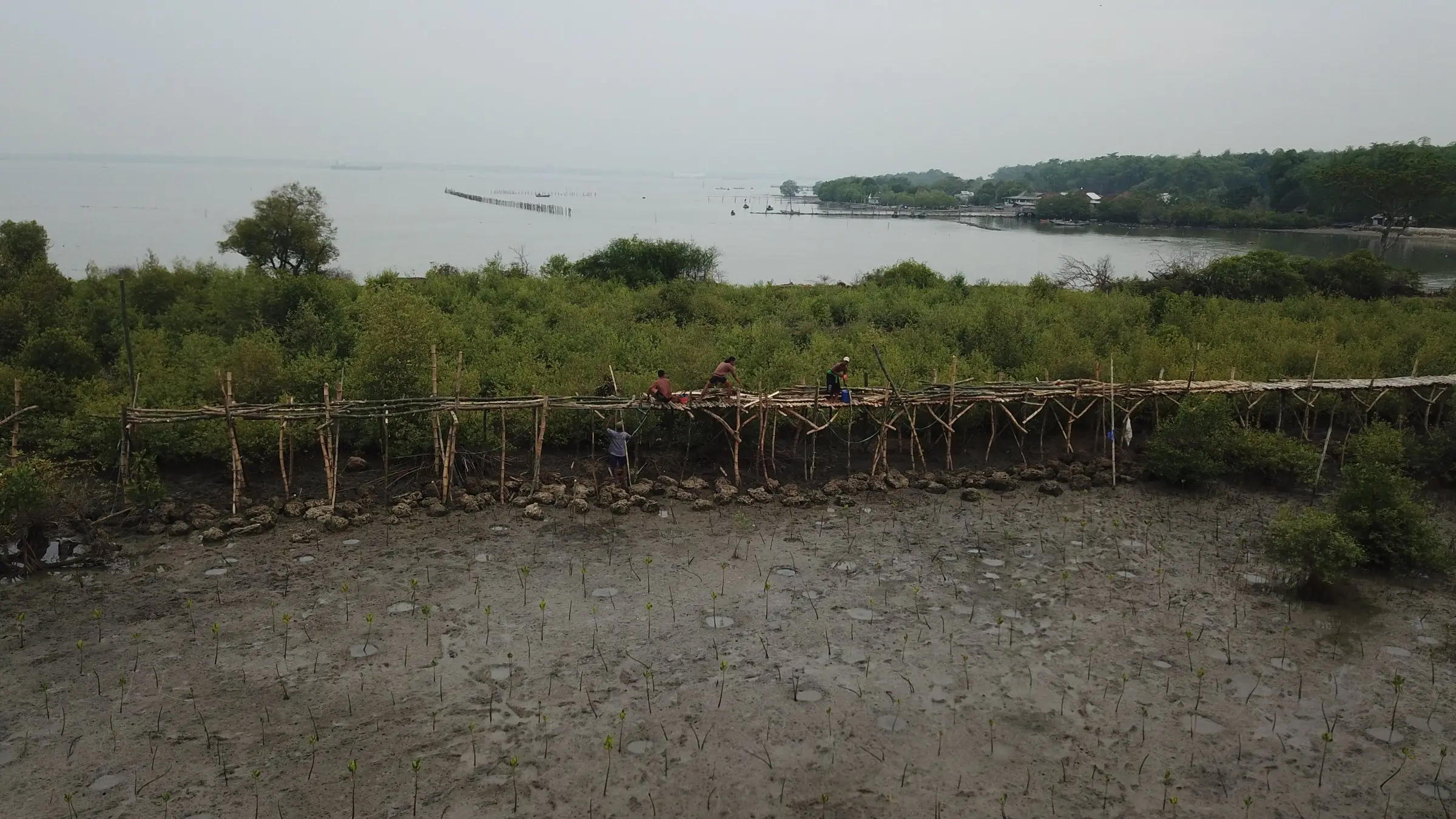 Jembatan pemantauan mangrove dari bambu di tepi hamparan lumpur, November 2018