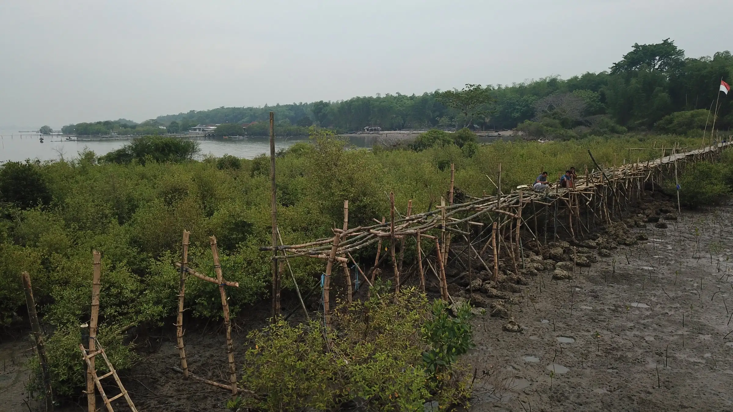 Jembatan pemantauan mangrove dari bambu menyusuri sabuk mangrove, November 2018