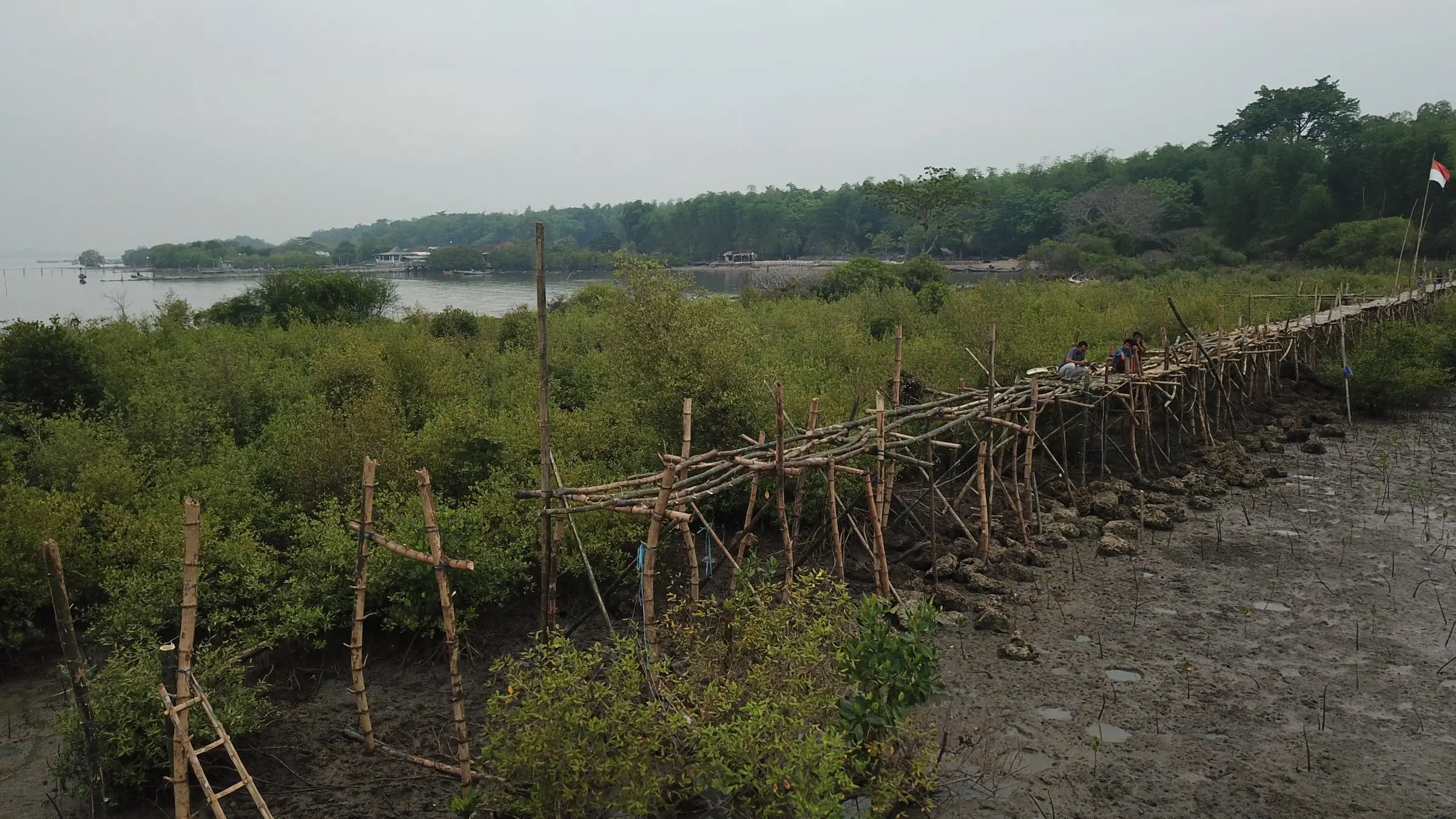 Jembatan pemantauan mangrove dari bambu menyusuri sabuk mangrove, November 2018