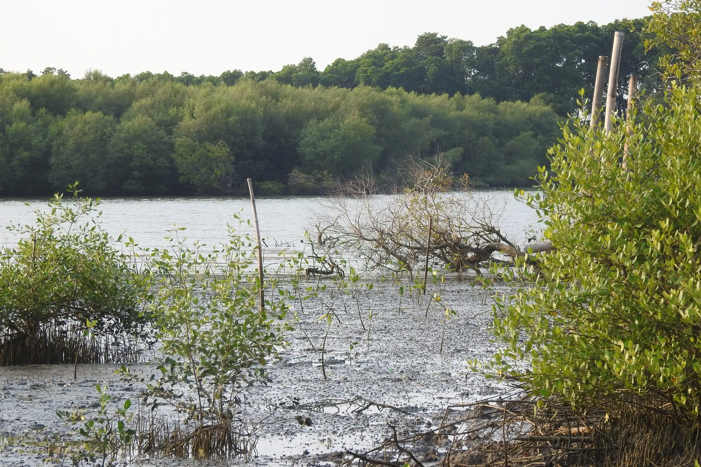 Mangrove muda di tepi sungai, Juni 2018