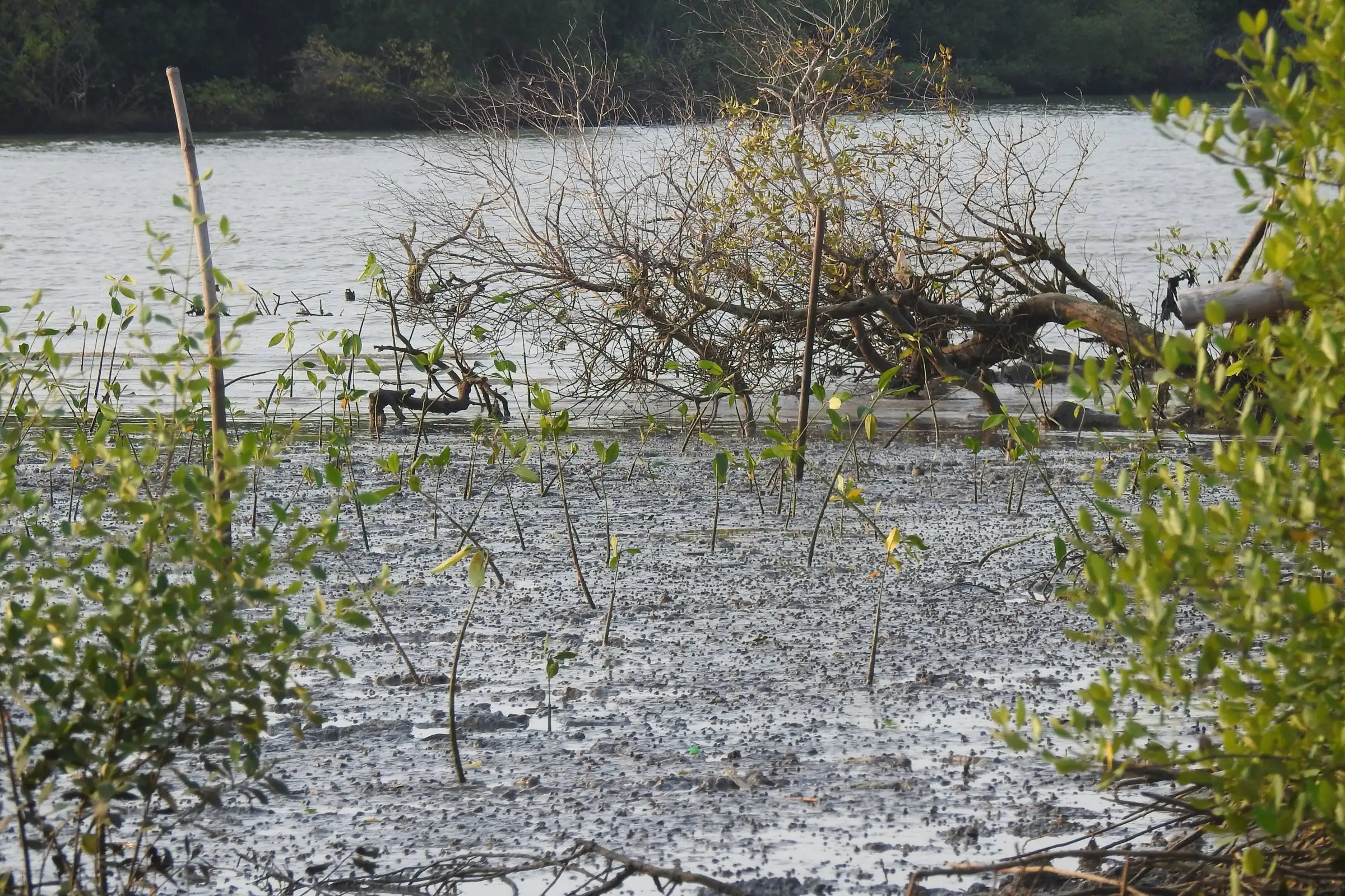 Bibit mangrove dan pohon tumbang di tepi sungai, Juni 2018