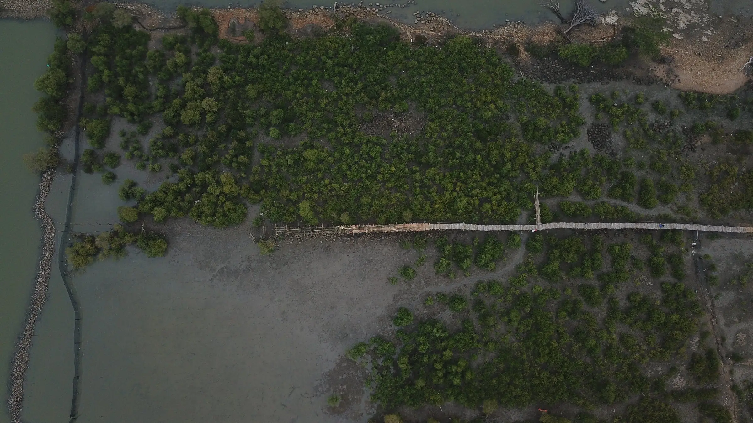 Foto udara petak tanam dan jembatan pemantauan mangrove dari bambu, November 2018