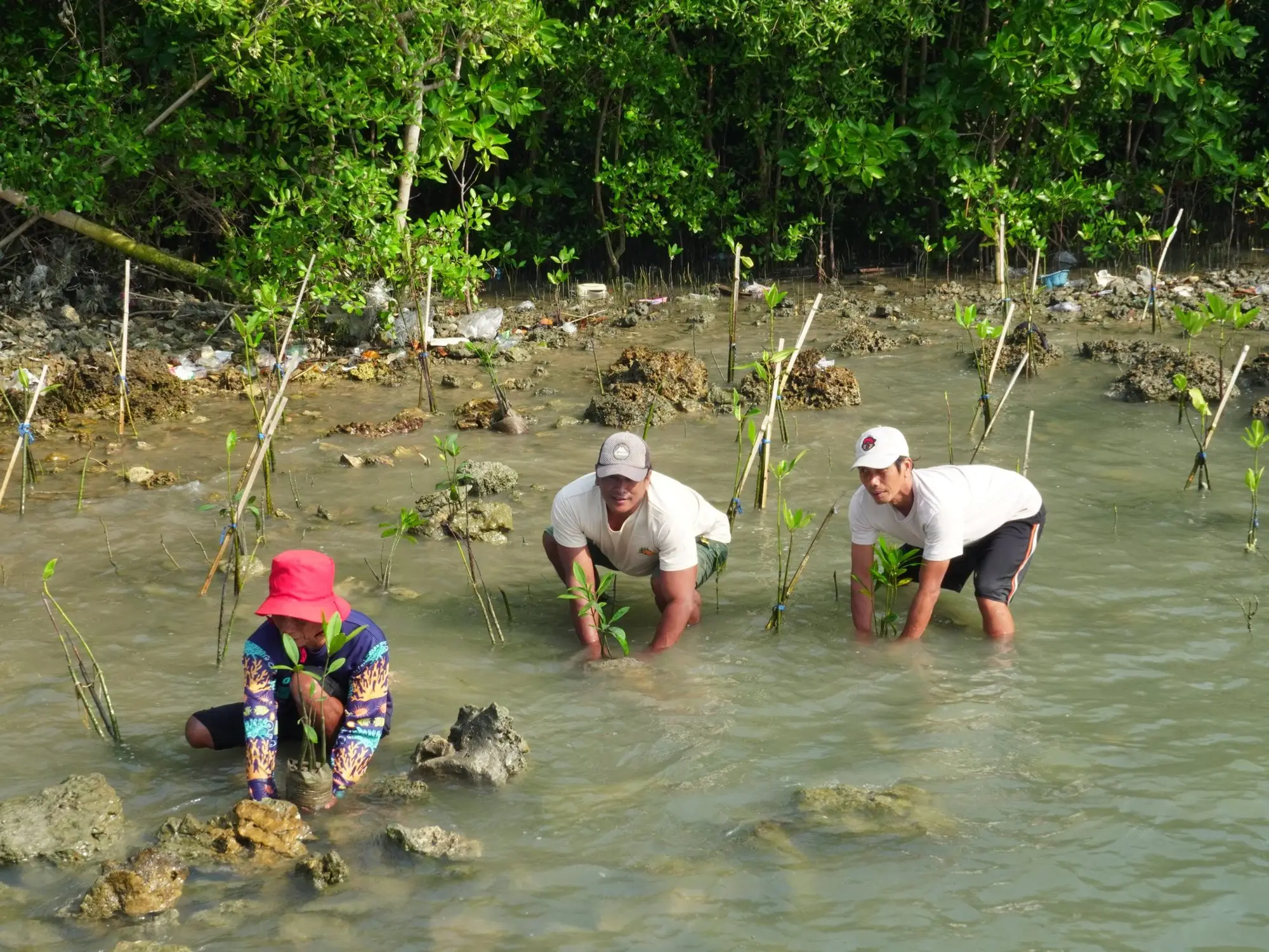 Peserta menanam bibit mangrove di air dangkal