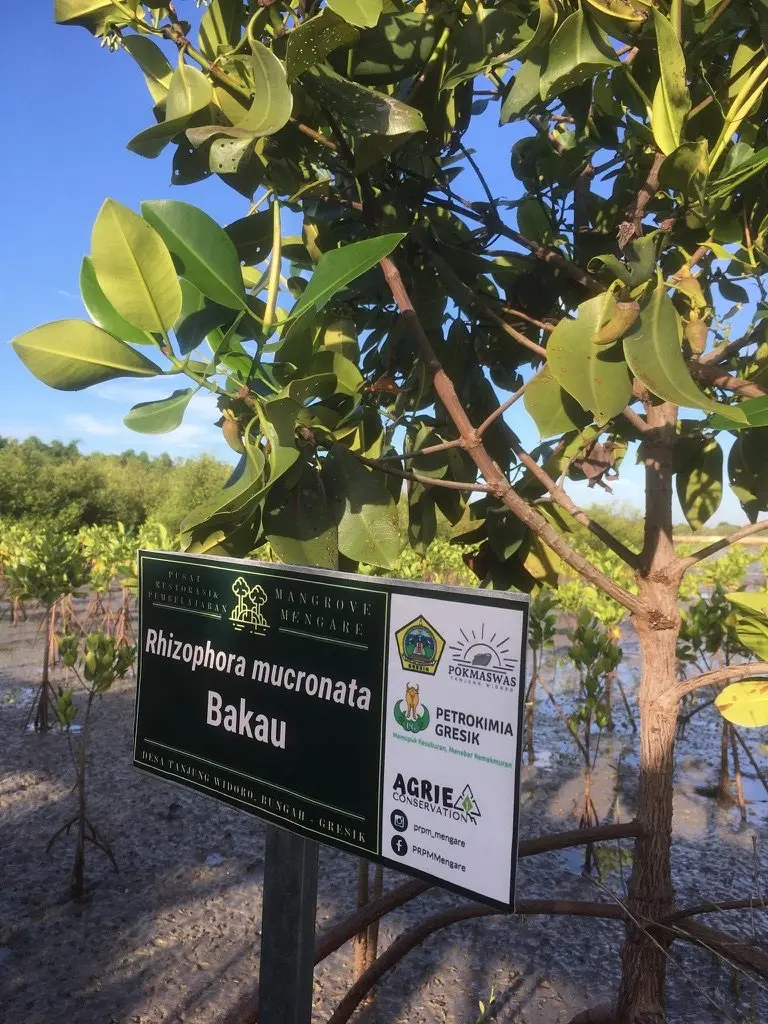 Pohon bakau (Rhizophora mucronata) dengan papan nama jenis