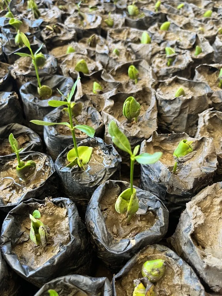 Bibit mangrove dalam polibag di pembibitan
