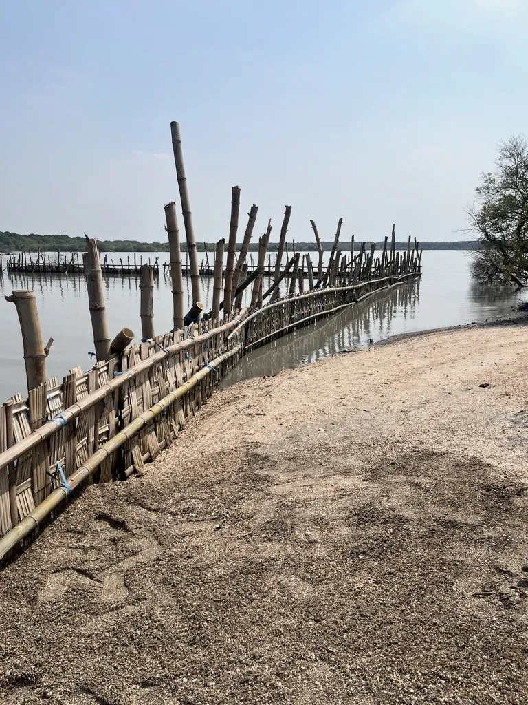 Penahan sedimen dari anyaman bambu, dengan pasir dan cangkang yang mulai tertahan di sisi darat