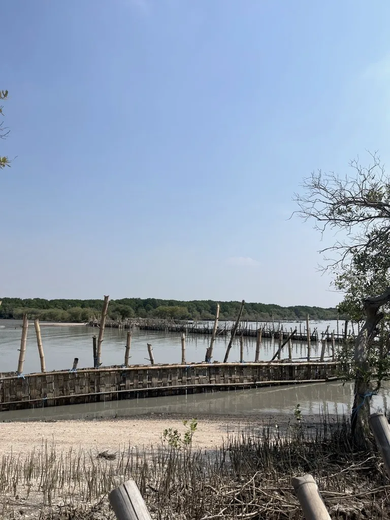 Penahan sedimen dilihat dari pantai, dengan propagul yang baru ditanam di depannya