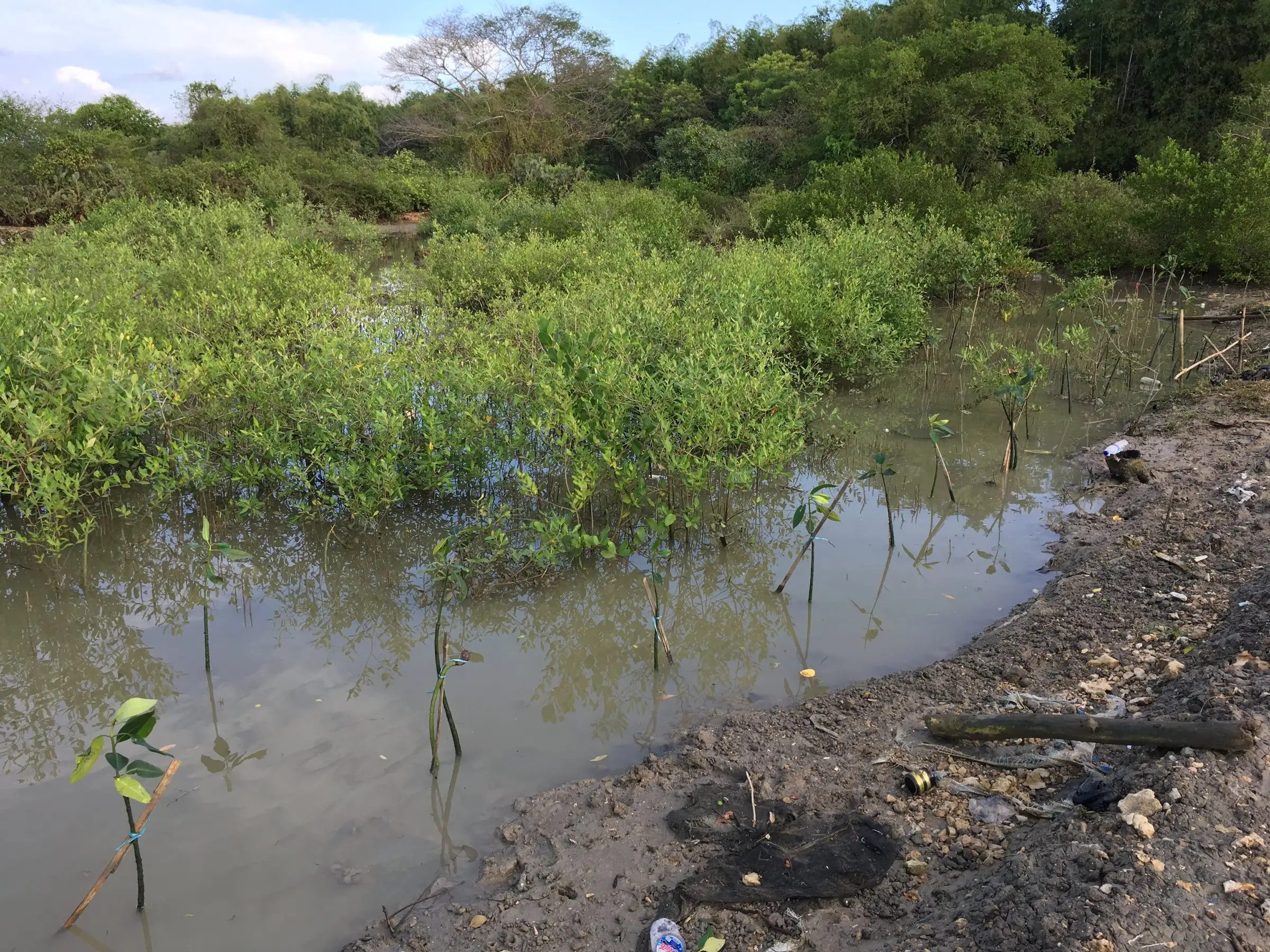 Semai mangrove yang baru ditanam di genangan, Mei 2018