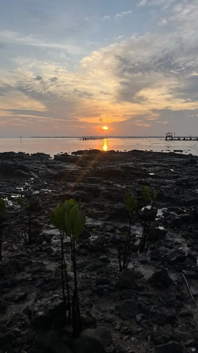 Sunset behind young mangroves