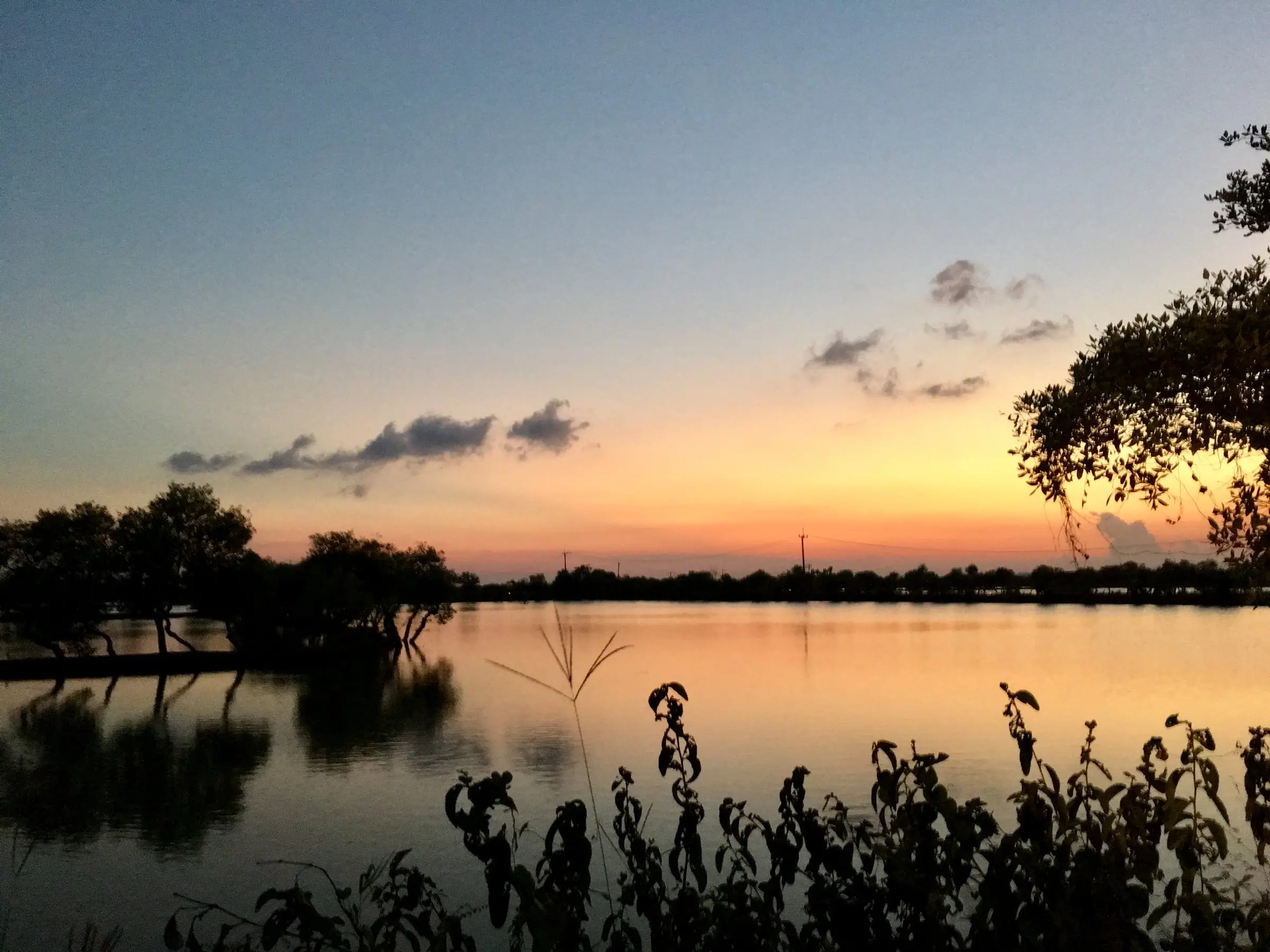 Sunset over the water with mangroves in silhouette