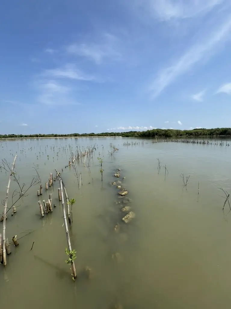 Tambak terabrasi saat air surut dengan tiang-tiang bambu