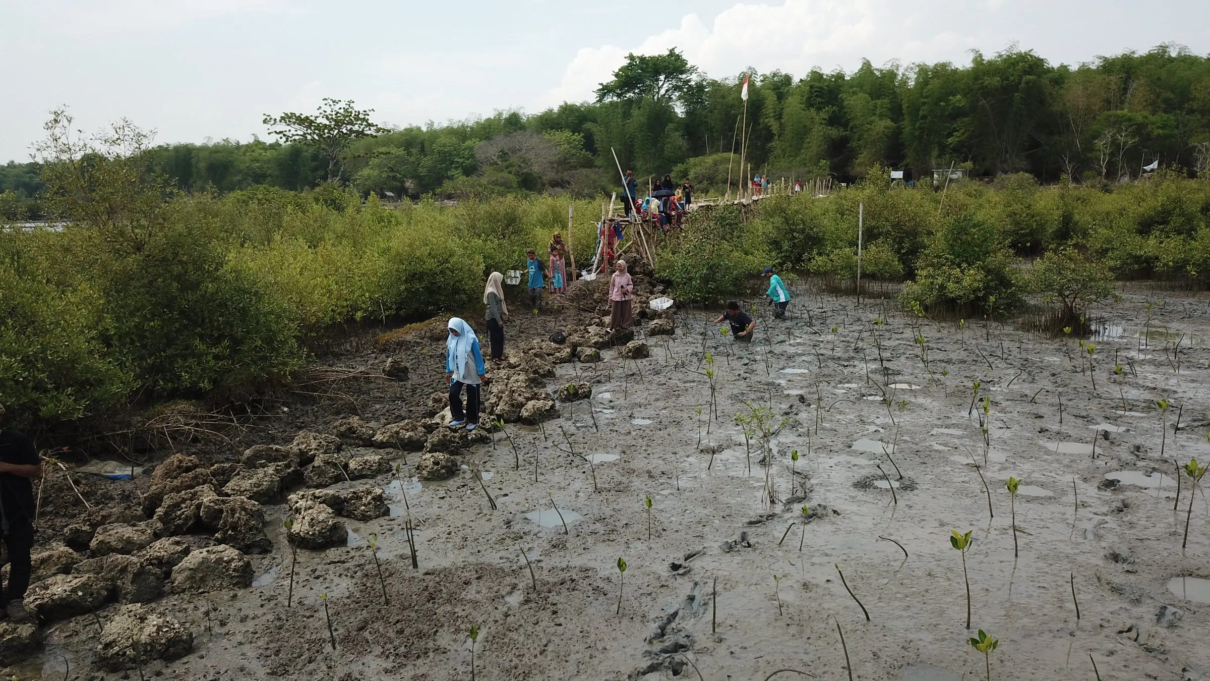 Peserta menanam bibit mangrove di lumpur tambak terabrasi, 2018