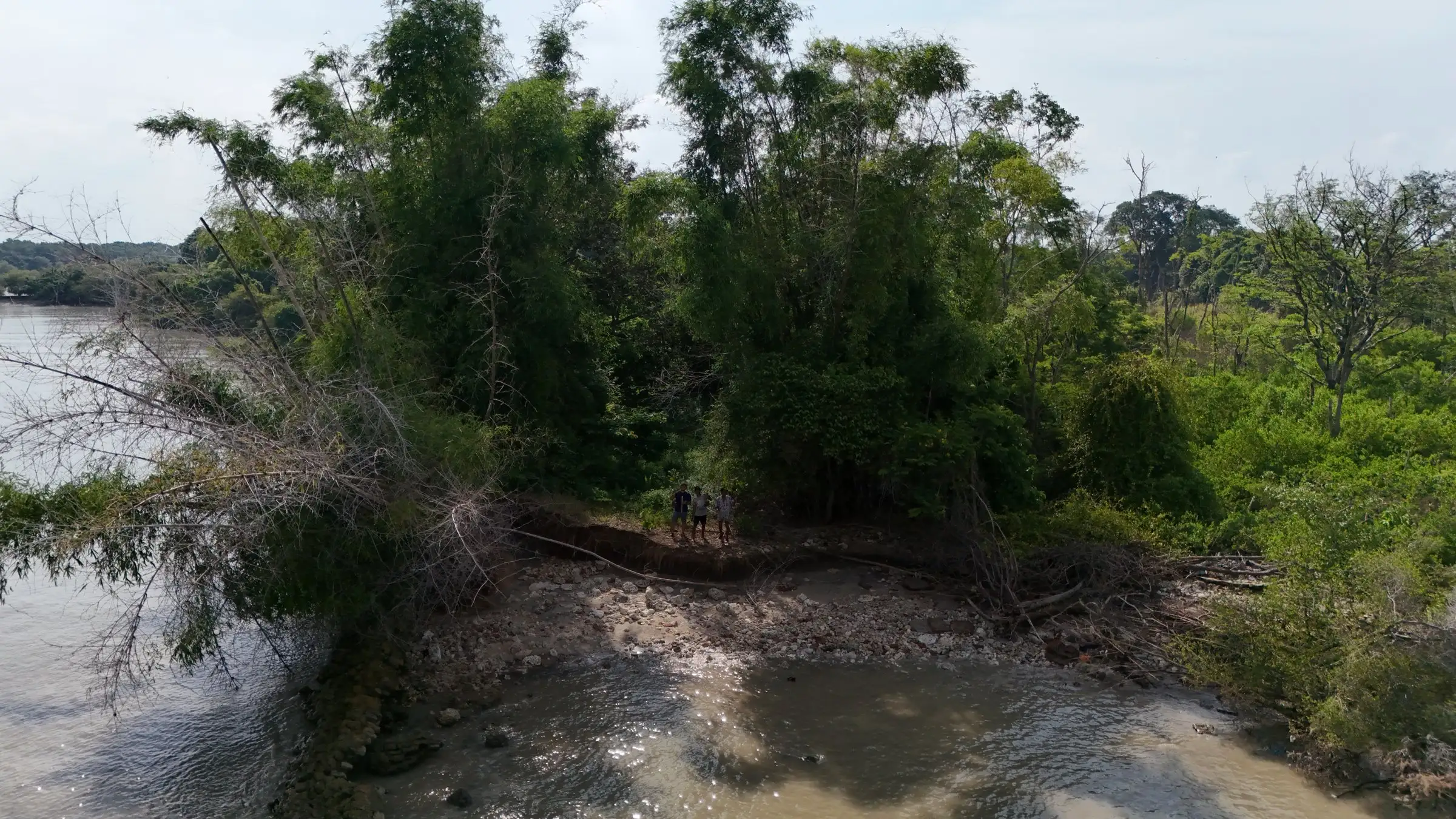 Rumpun bambu dan mangrove di tepi sungai saat surut