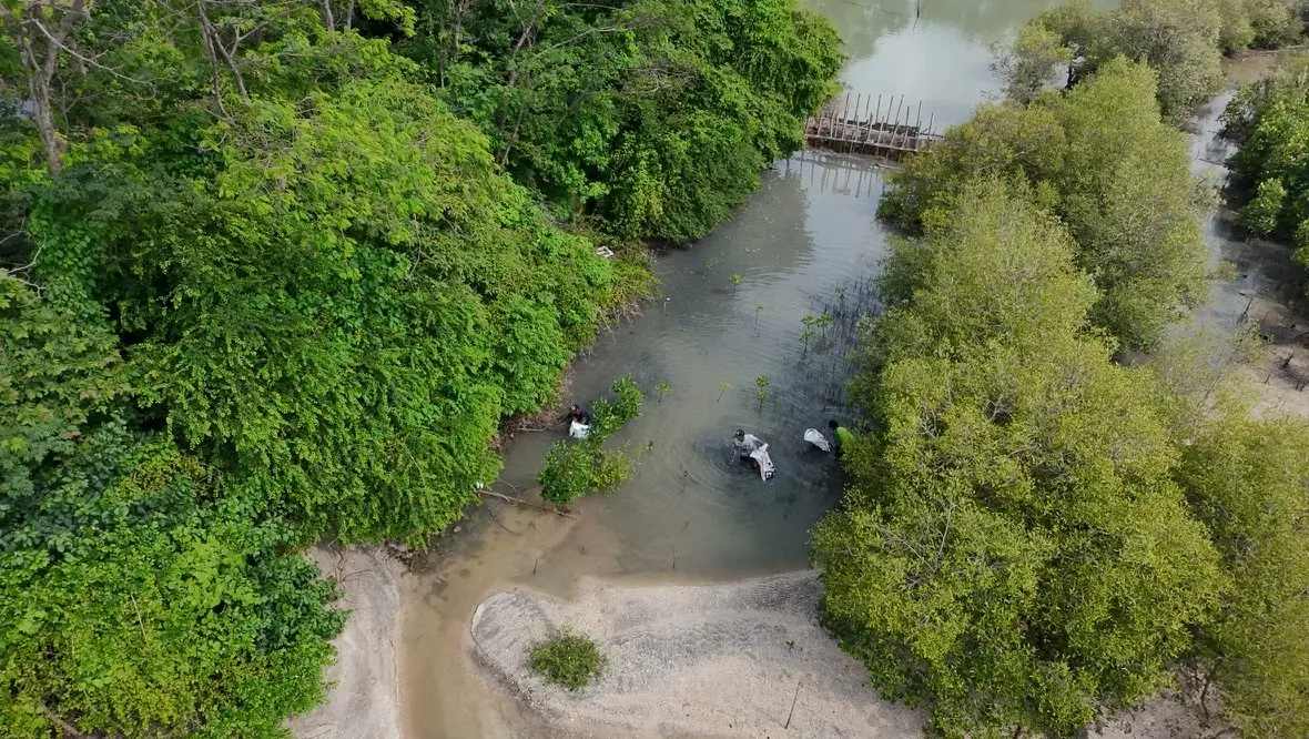 Foto udara alur air di antara rumpun mangrove
