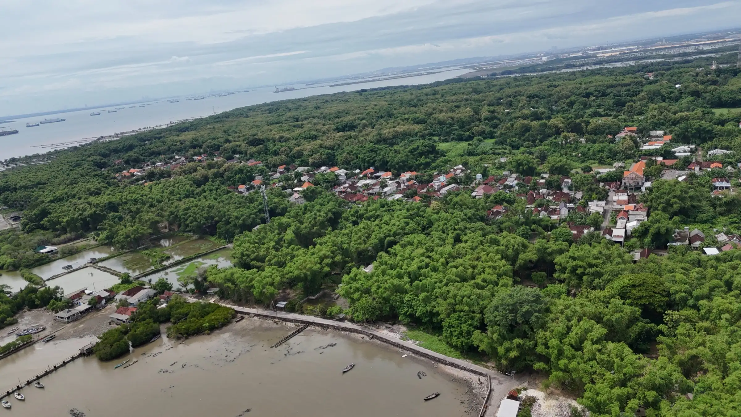 Foto udara Desa Tanjung Widoro dengan sabuk mangrove di tepi tambak