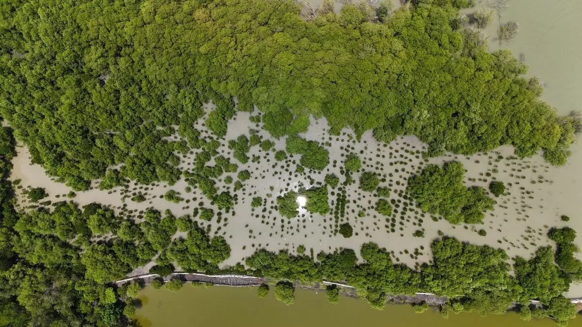 Foto udara tajuk mangrove dan genangan air di sela-selanya
