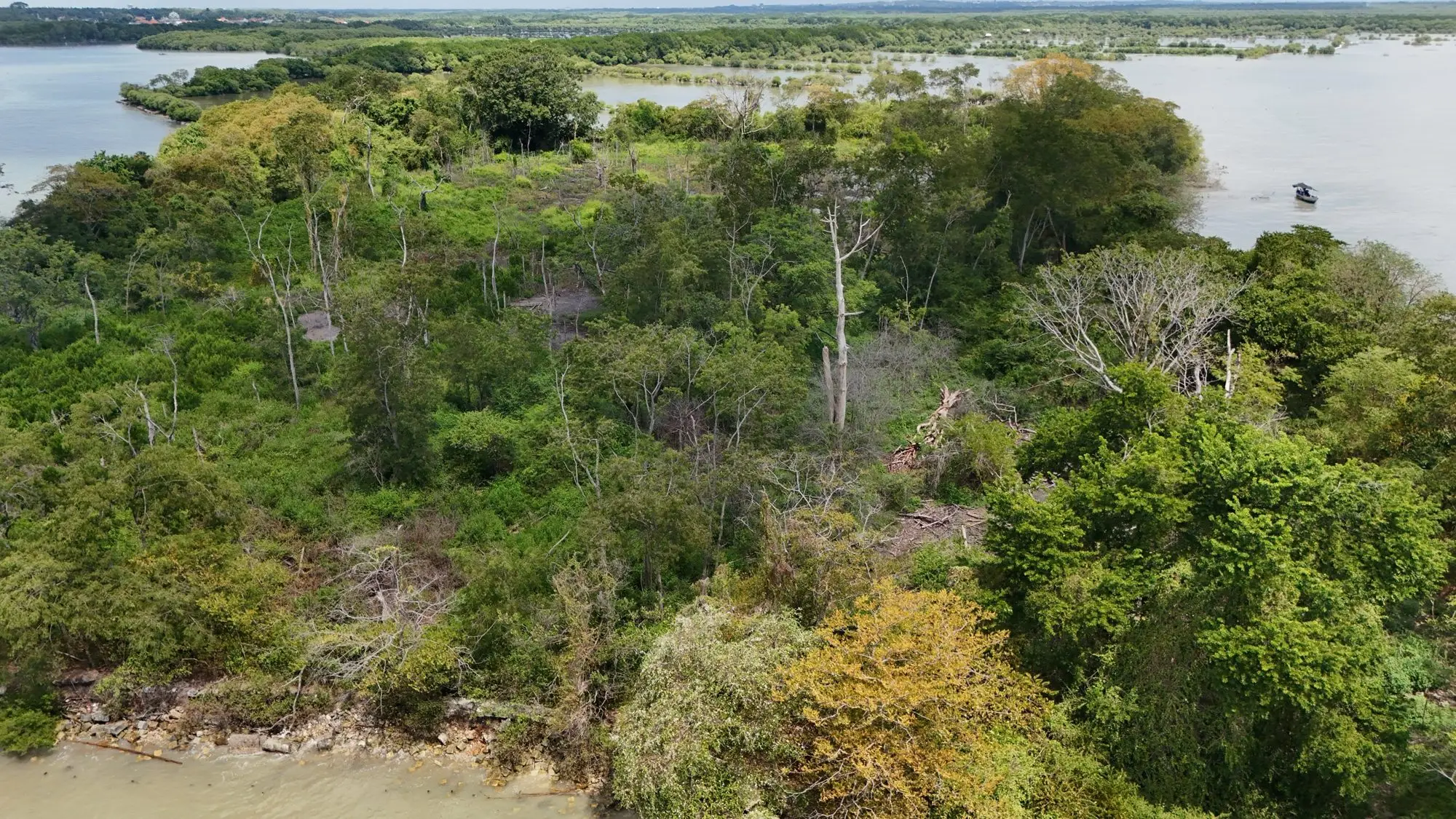 Aerial view of dense mangrove forest on the Mengare coast