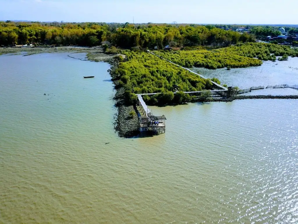 Foto udara jembatan pemantauan mangrove yang menjorok ke laut dari tepi mangrove