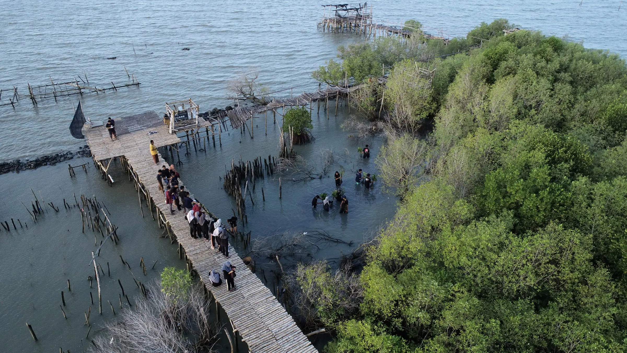 Foto udara rombongan di jembatan pemantauan mangrove yang menjorok ke laut
