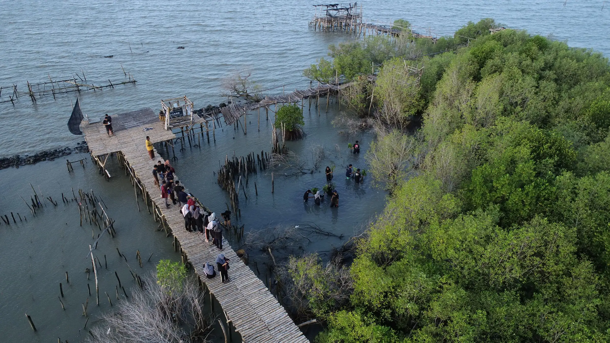 Foto udara rombongan di jembatan pemantauan mangrove yang menjorok ke laut