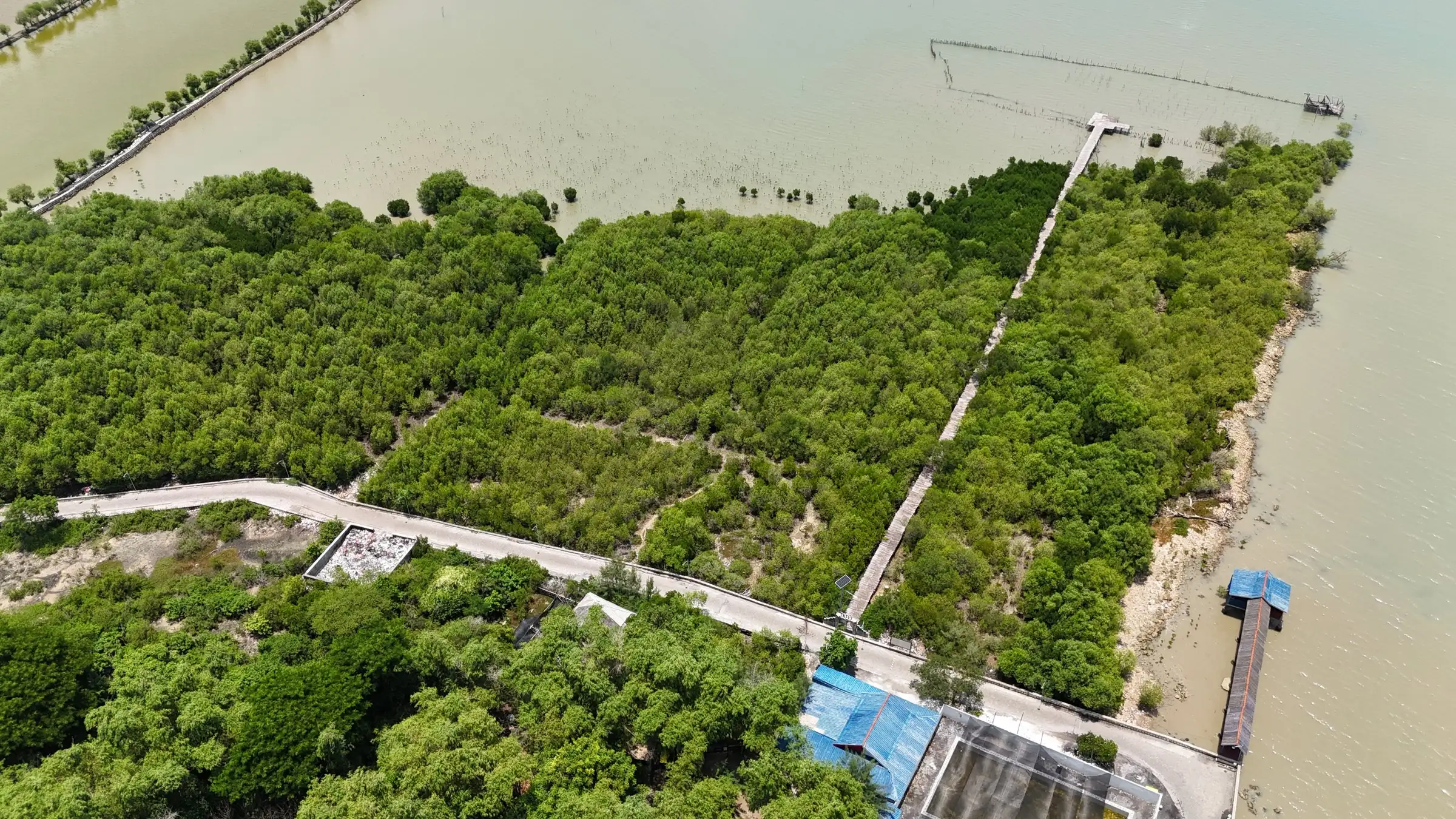 Foto udara kawasan PRPM Mengare, Maret 2024: petak mangrove, jembatan pemantauan mangrove, dan dermaga