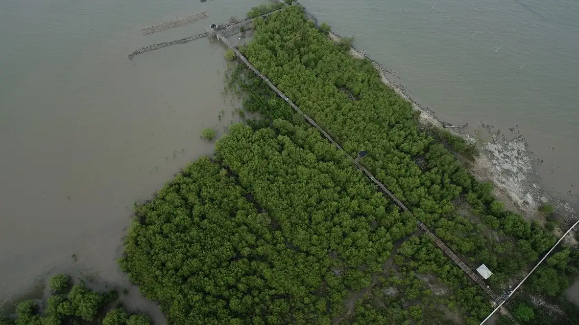 Foto udara hamparan mangrove restorasi di tepi laut