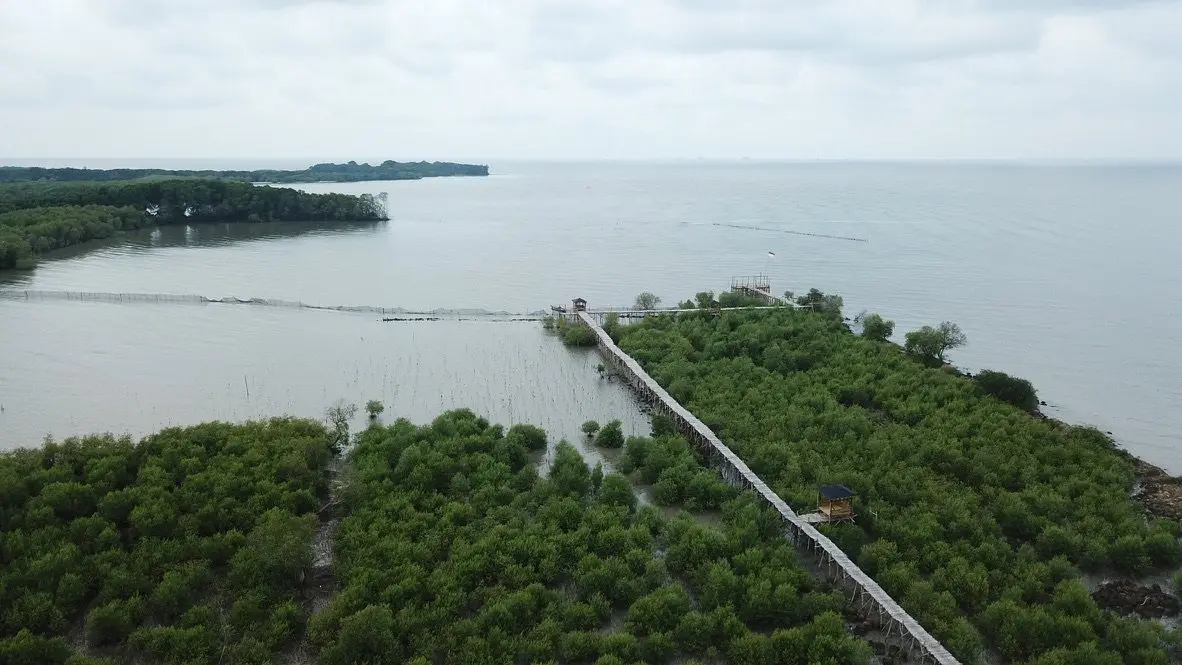 Foto udara jembatan pemantauan mangrove menyusuri sabuk mangrove