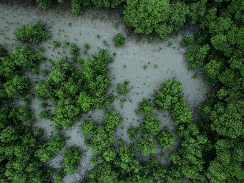 Tajuk mangrove dilihat tegak lurus dari udara