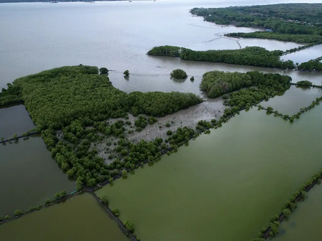 Foto udara mangrove yang tumbuh di antara petak-petak tambak